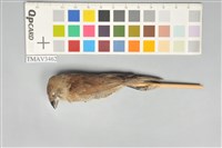 藏品(斑文鳥)的圖片